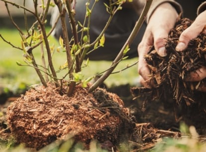 A person adding mulch to a newly added plant in their garden.
