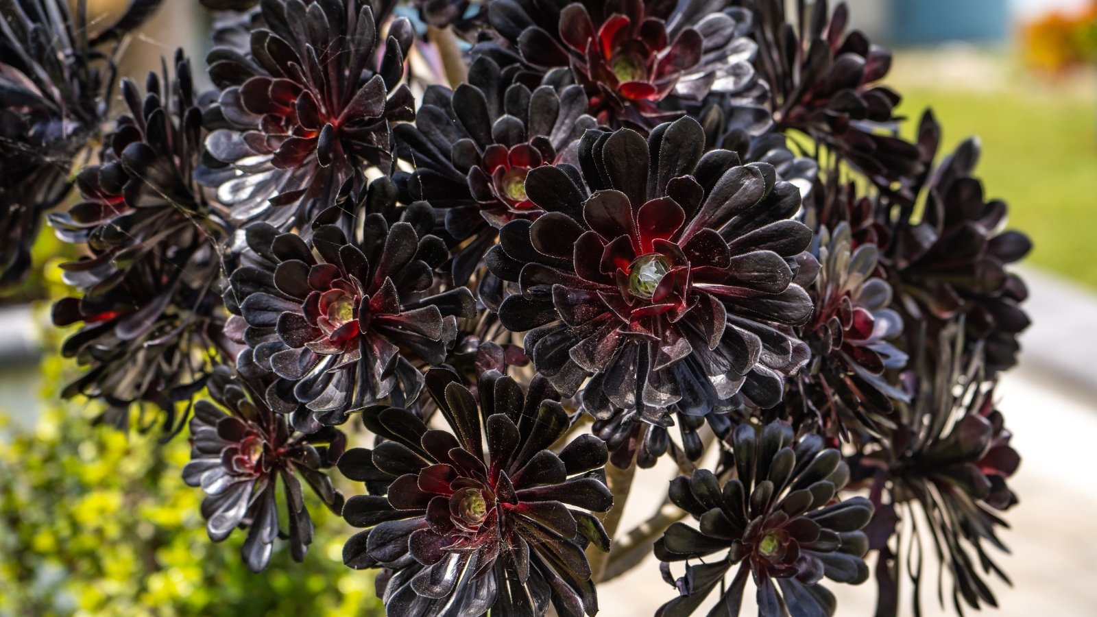 Dark, near-black rosettes of glossy leaves sit atop branching, woody stems, forming striking geometric shapes.
