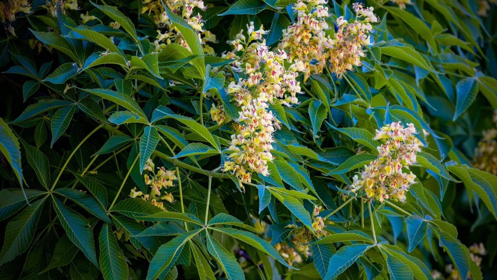 Upright tree with clusters of yellow-green flowers hanging from the branches, surrounded by palmate leaves.
