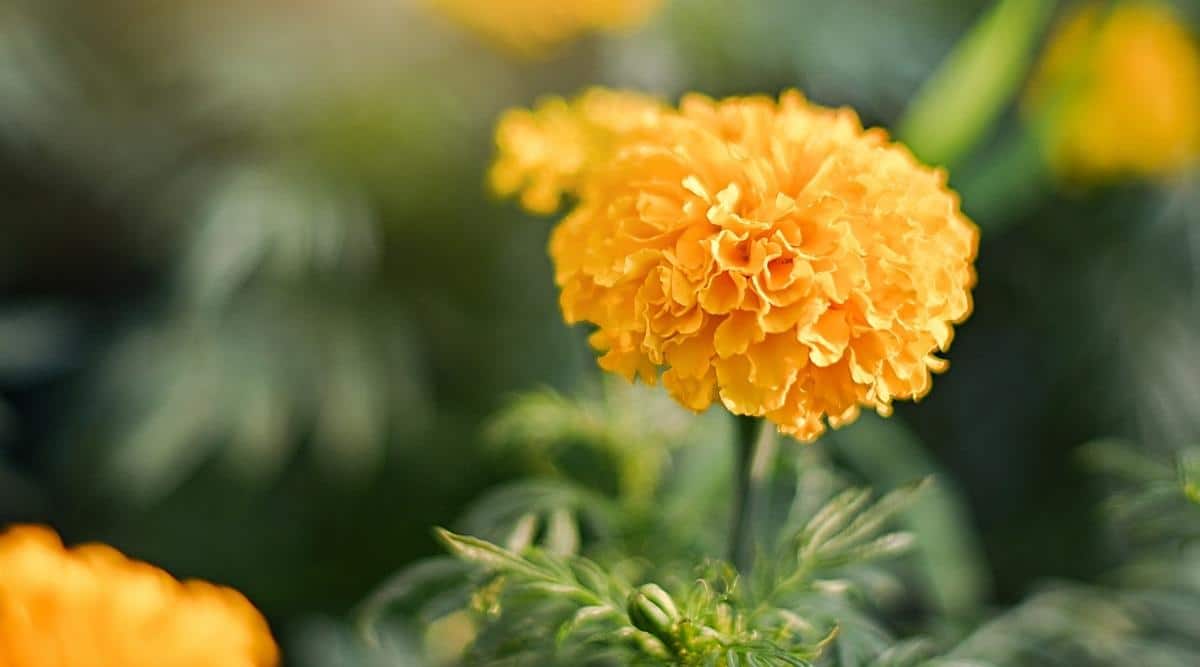 African Marigold