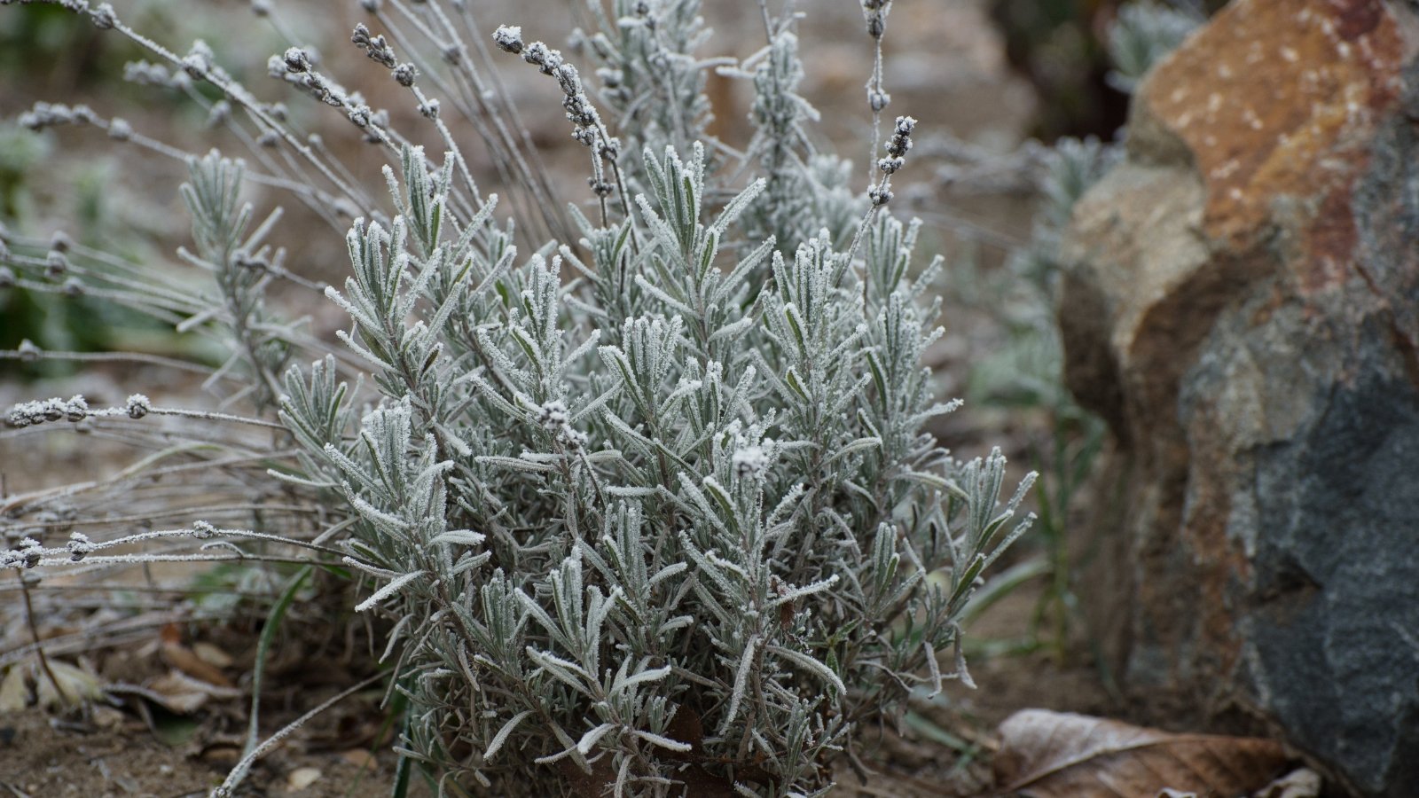 A mature Lavandula bush with dense, grayish-green leaves and dry, woody stems.