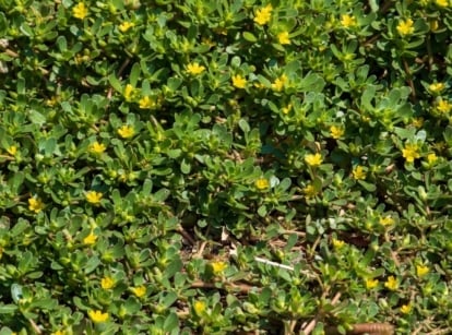 Aggressive fall weeds, spreading and covering significant ground, appearing dense and green
