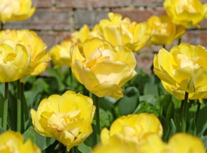 Bright yellow blossoms with large, rounded petals, emerging from deep green leaves and set against a backdrop of a weathered brick wall.
