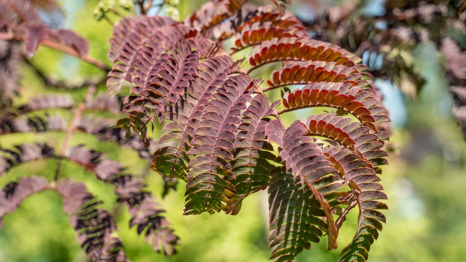 Feathery, fern-like leaves emerge in deep chocolate hues, against a blurred background of a green garden.