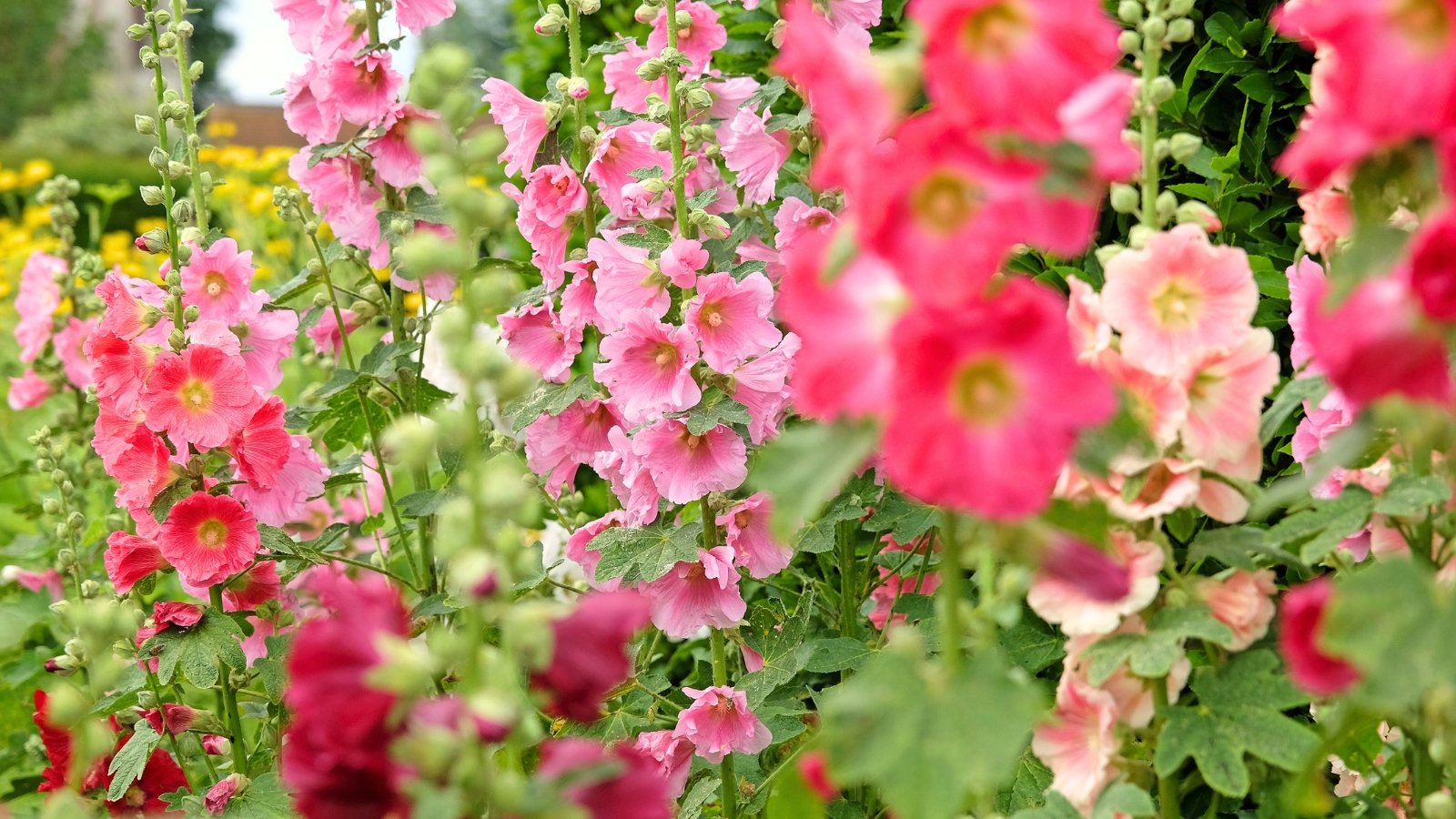 Tall, stately stalks adorned with large, vibrant flowers in shades of pink, red, and white, surrounded by broad, heart-shaped leaves.