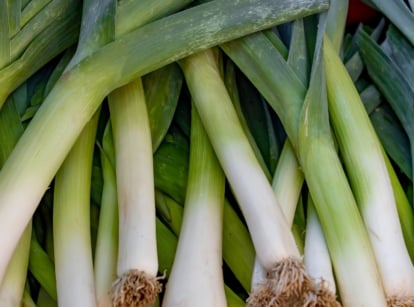 Thick, white Allium ampeloprasum stalks with overlapping green leaves tightly bundled together.