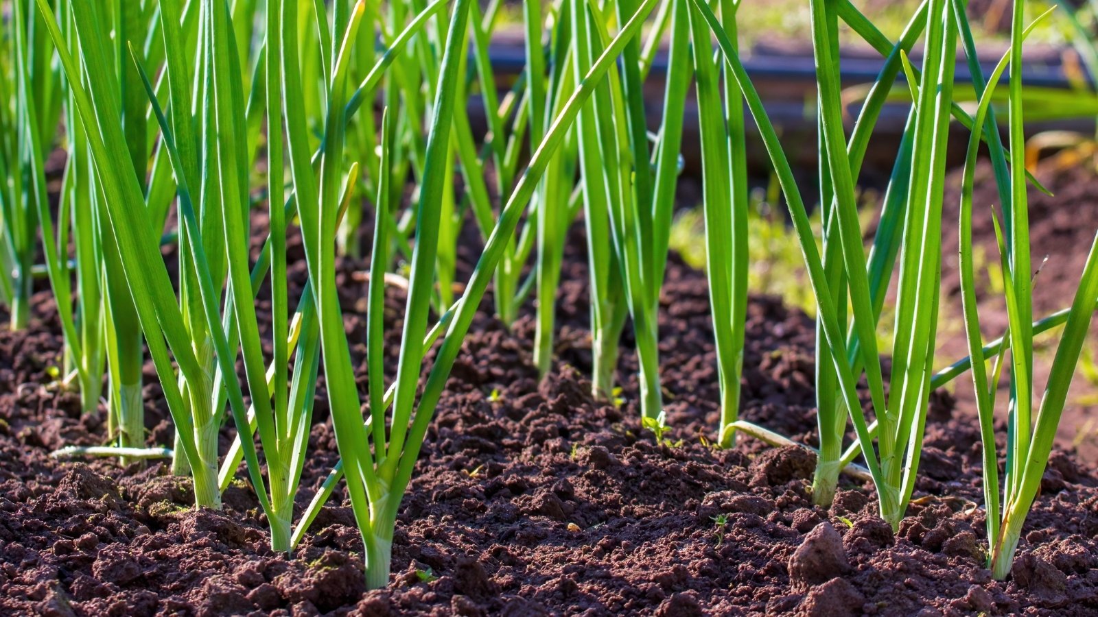 Thin, tubular green stems rise from a small white base, with slender, grass-like leaves extending upward and forming dense clusters in a bed in a sunny garden.