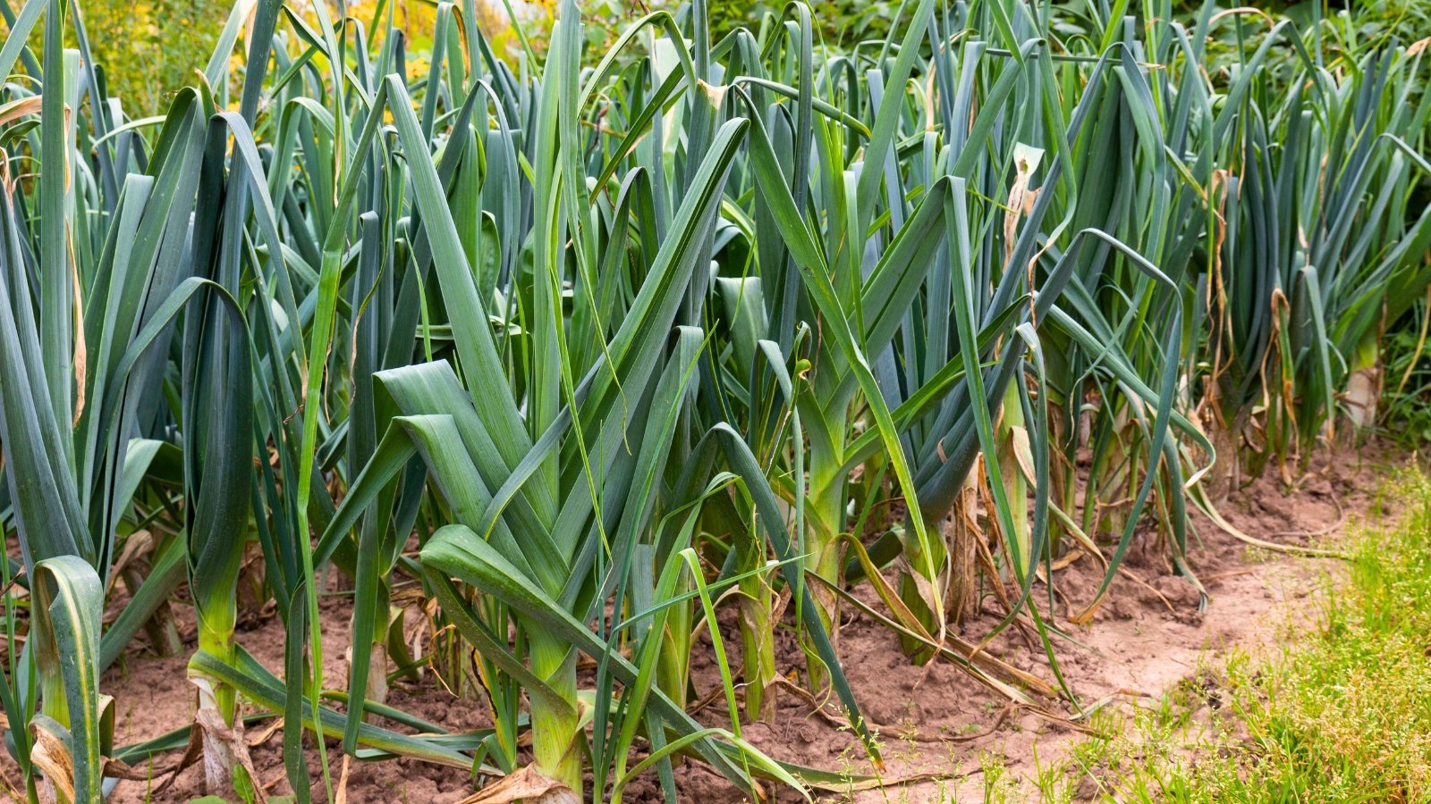 Thick, white cylindrical stems transition into long, flat, deep green leaves that overlap in a tight sheath as they rise upward.
