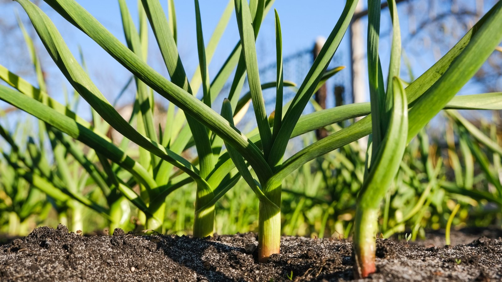 Long, strap-like green leaves grow in a fan shape from a central base, while underground bulbs develop beneath the soil.
