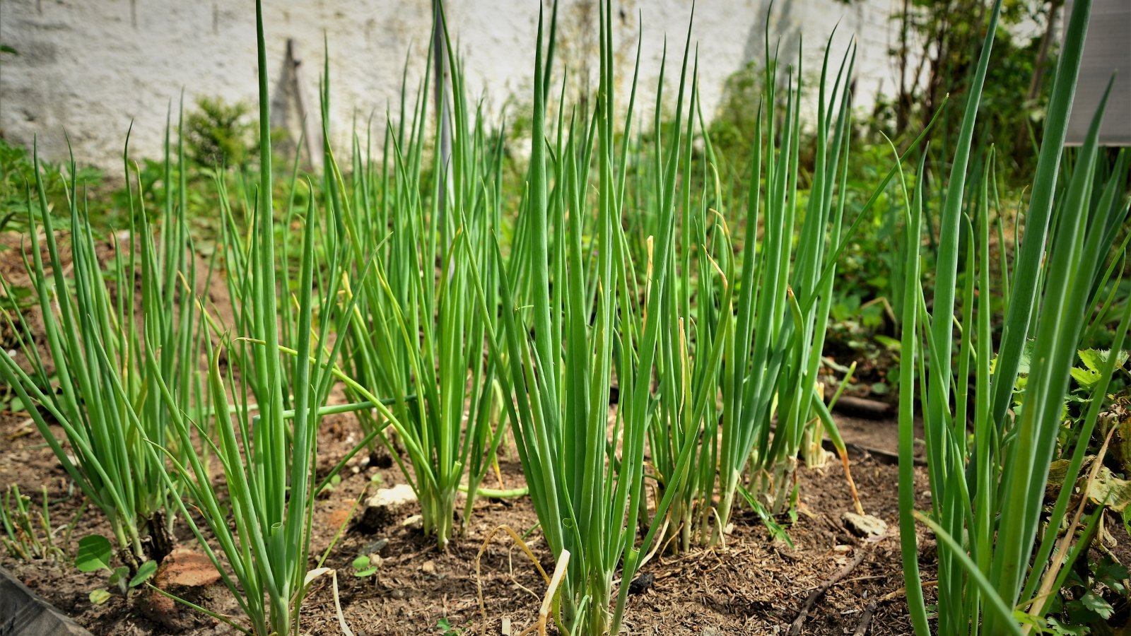 A small patch of chives with slender green stems and purple tops in full bloom in a garden bed.