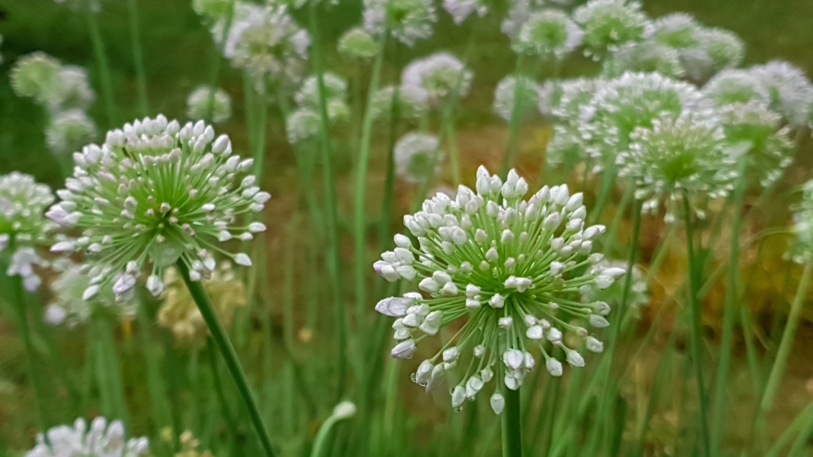 Clusters of small, white garlic chive heads blooming atop slender green stems in a dense, green field.