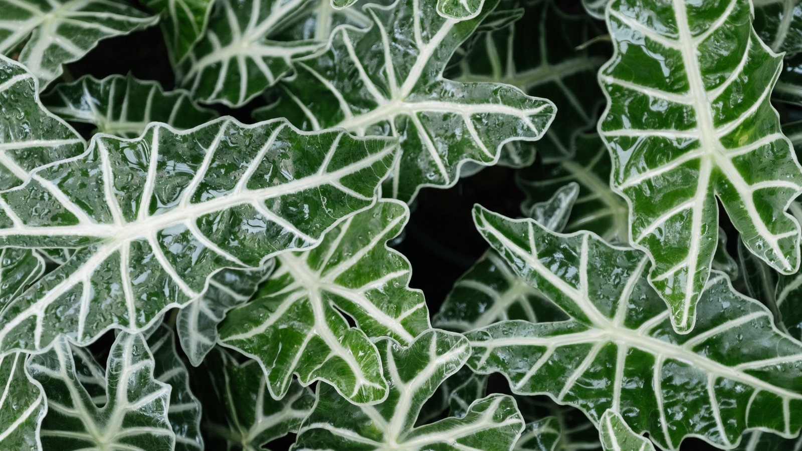 Large, heart-shaped, glossy green leaves with pronounced veins rise from thick, sturdy stalks.

