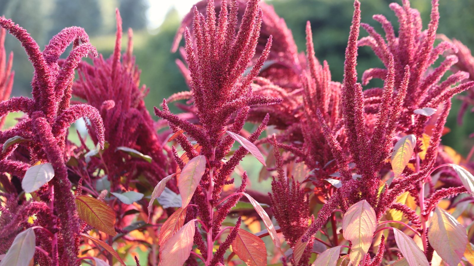 Vibrant, trailing clusters of small, burgundy flowers, with red-green, pointed leaves along branching stems.