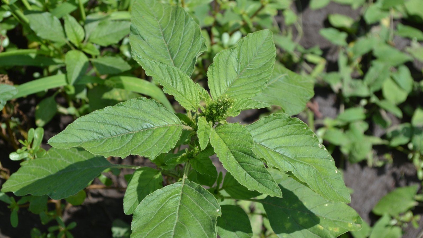A young Amaranth Amaranthus spp. plant with pointed, bright green leaves that have a smooth, matte texture.