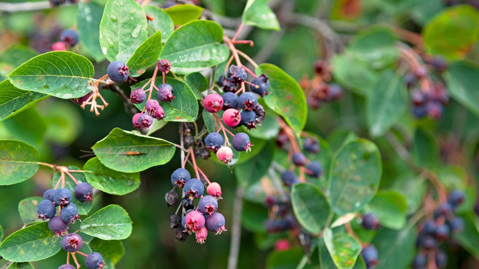 Clusters of round, purple-blue berries stand out against multi-stemmed branches and oval, finely serrated green leaves.