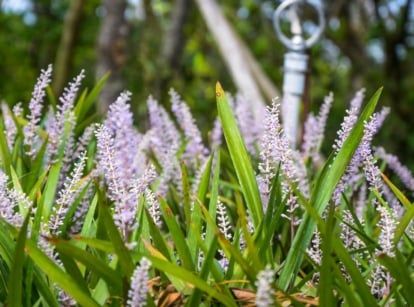 An area with planted Ophiopogon japonicus with flowers, appearing to have a light purple color with vivid green blades
