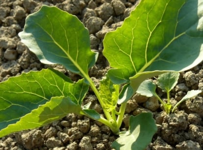 An overhead shot of a seedling of a crop that showcases how to grow broccoli from seed