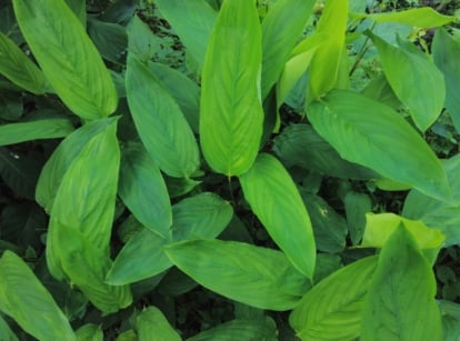 An overhead shot of several leaves of the arrowroot plant