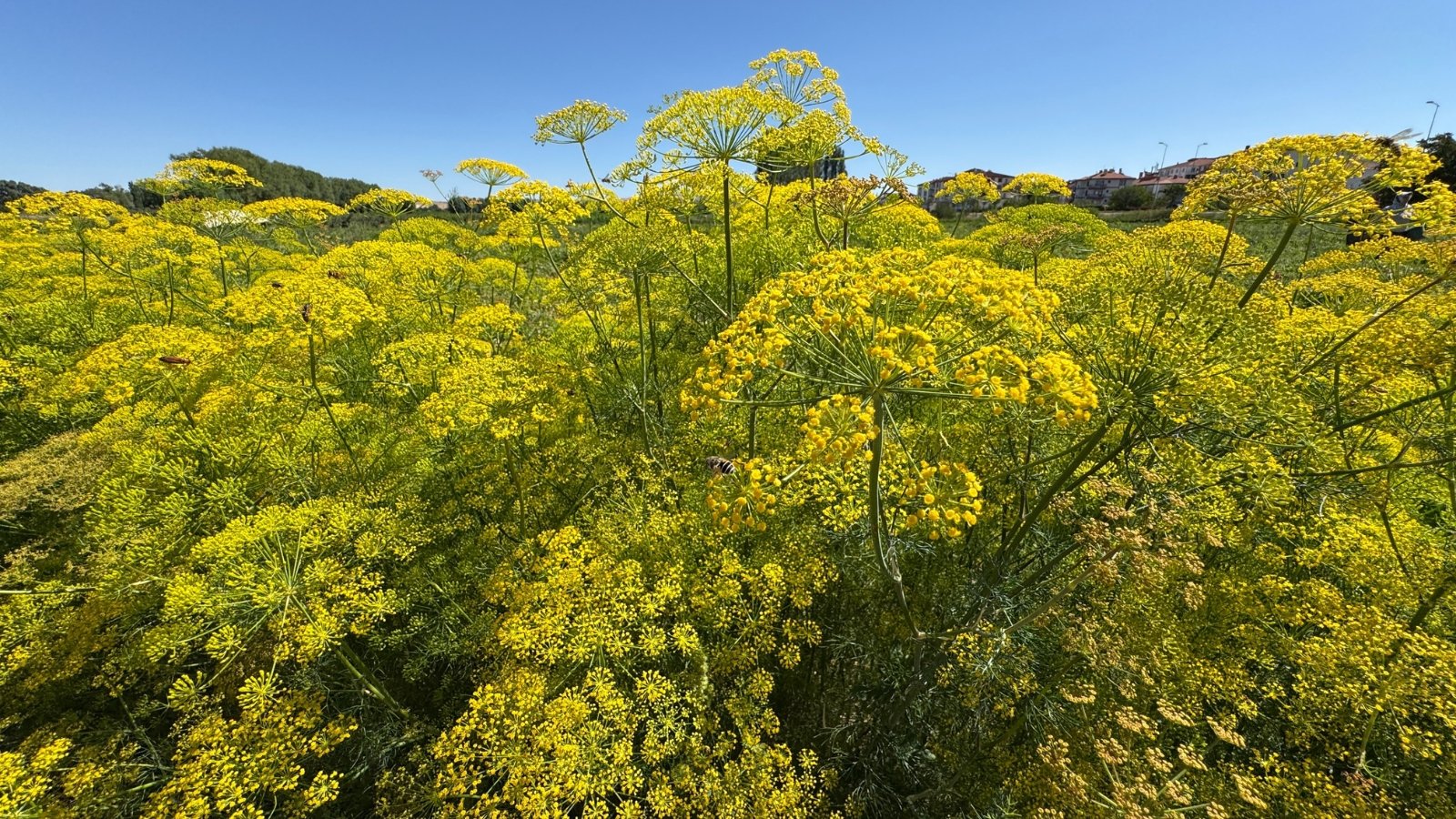 A close-up of dill plants with feathery, green leaves standing tall under a bright blue sky.