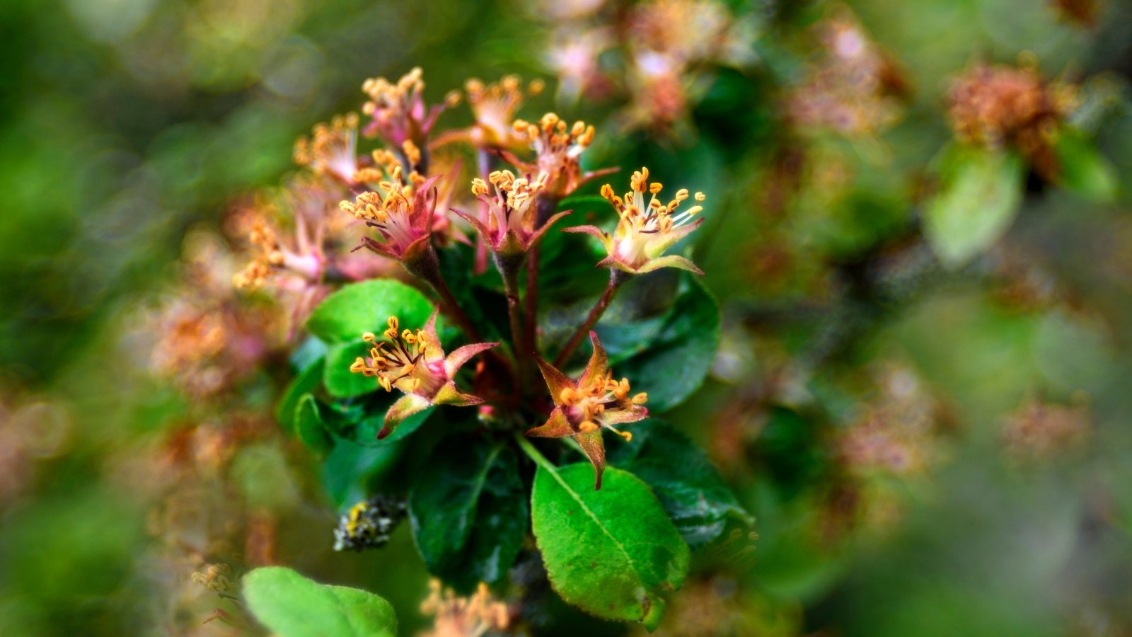 Close-up of an apple tree branch with clusters of flowers having protruding thin stamens without petals.