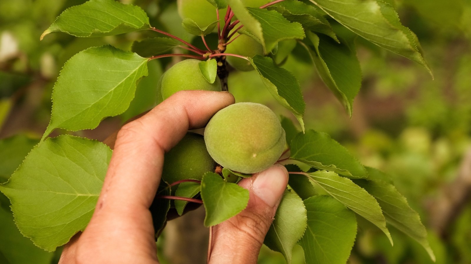 A gardener is about to pick a small green unripe apricot fruit from a tree growing among oval glossy green foliage.