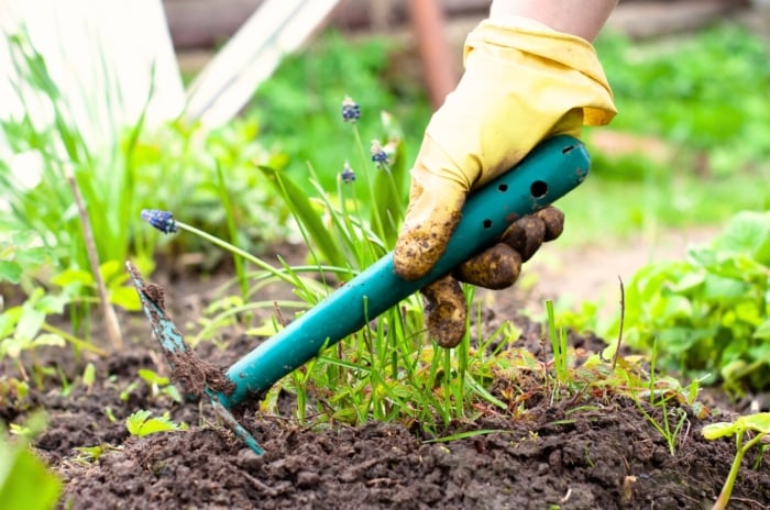 A gardener in yellow gloves with a green hoe is doing one of the April garden tasks - removing weeds from a flower bed.