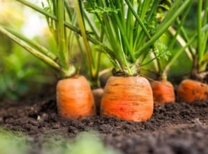 A close-up of carrots growing in a garden bed featuring bright orange shoulders poking out of the soil and tufts of bright green finely dissected foliage on upright stems - one of the vegetables to plant in April.