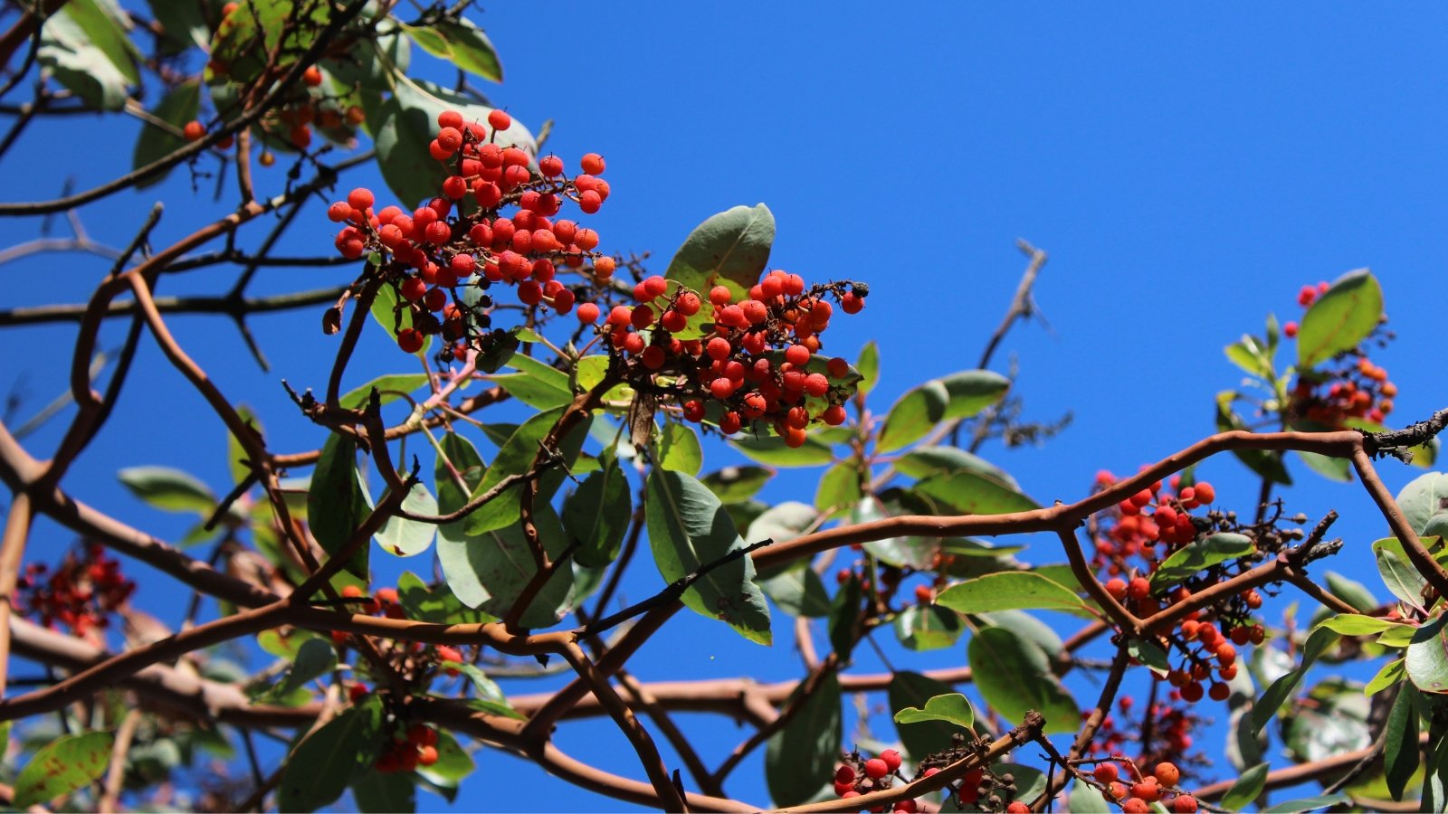 Small, orange-red fruits emerge from dark green, leathery leaves, held on woody branches.
