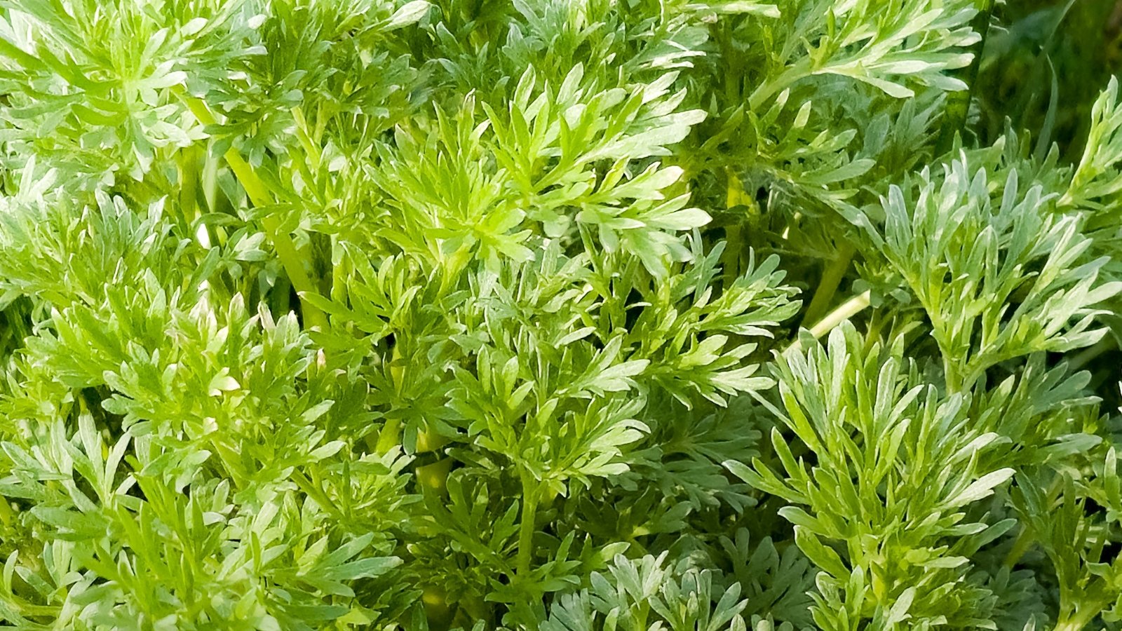 Close-up of delicate green sweet wormwood leaves growing densely with a slight glisten from moisture, surrounded by soft, green foliage.