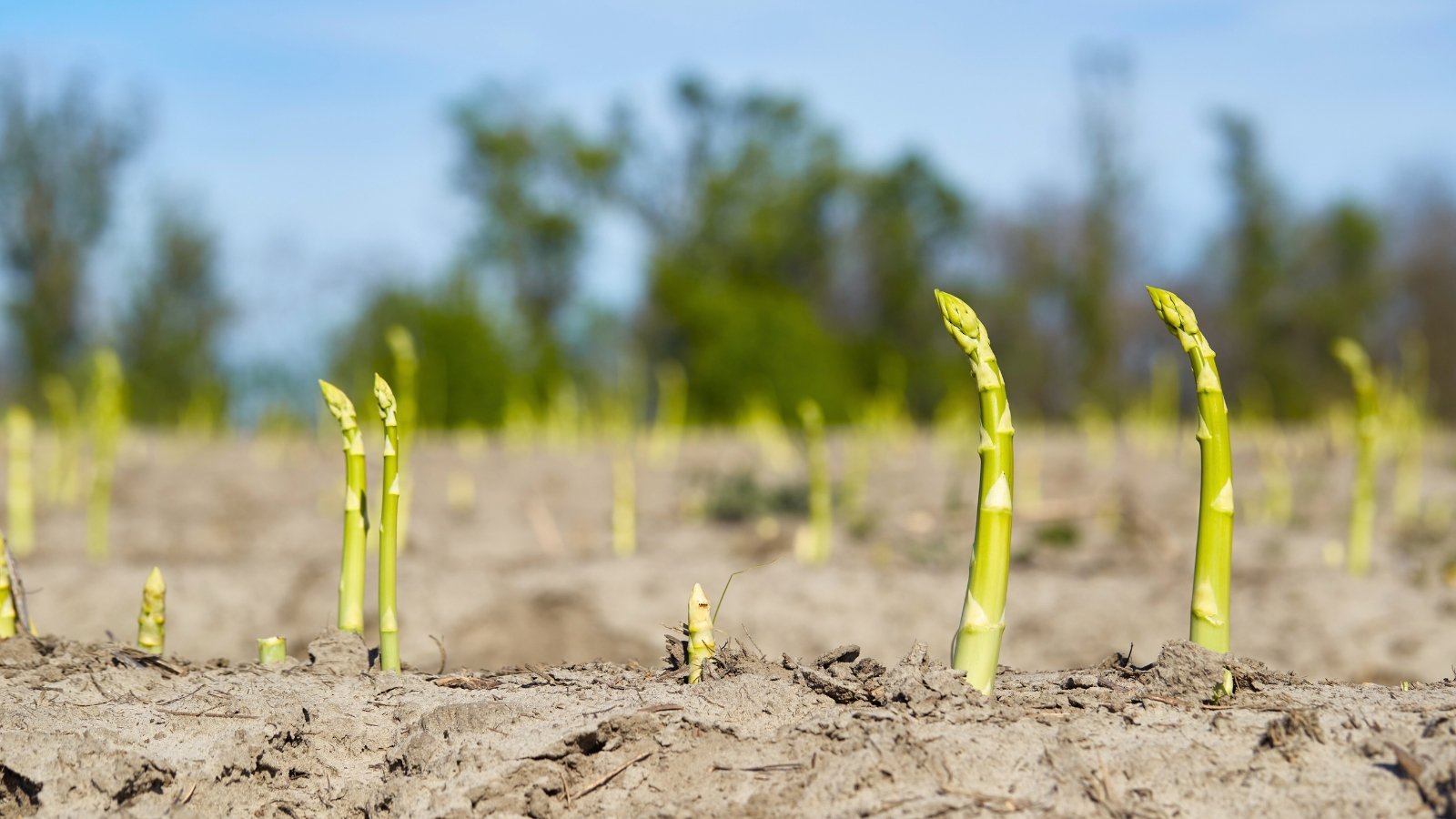 Tall, slender green spears emerge from the grey, dry soil in a sunny garden.