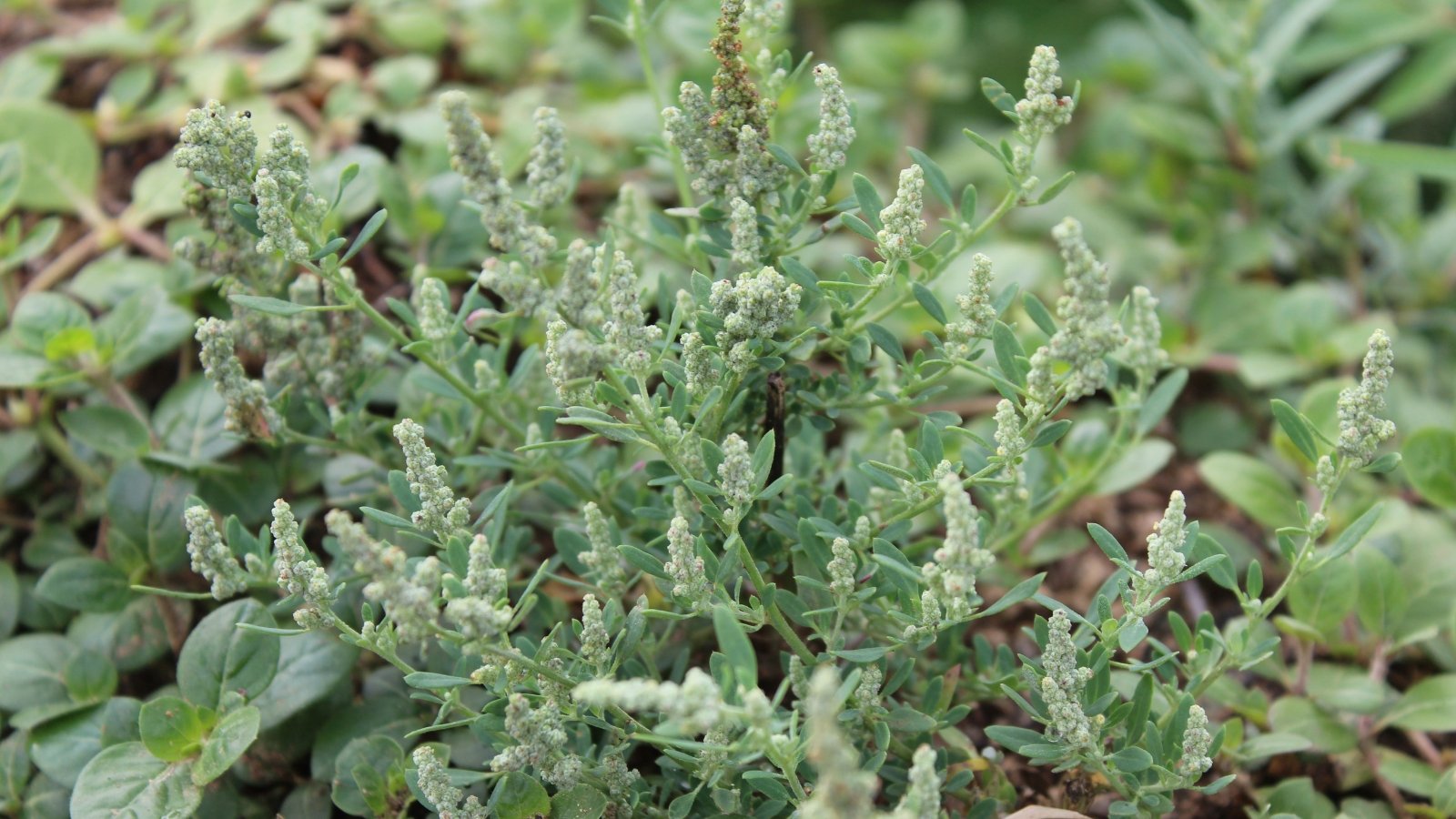 A patch of Aztec Chenopodium berlandieri with grayish-green leaves covered in a fine powdery layer.