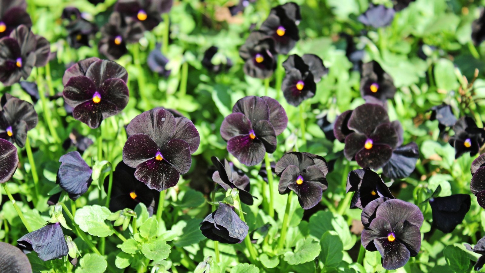 Small, near-black blooms with yellow centers rise on delicate stems, set against soft, green leaves.

