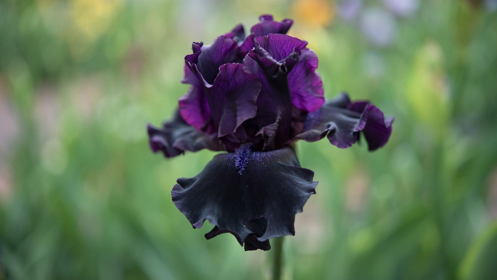 A deep burgundy bloom with velvety, cascading petals below and elegantly upright petals above, accented by a striking blue-purple fuzzy patch and subtle darker veining.