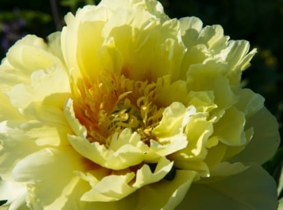Large yellow Paeonia 'Bartzella' flowers with ruffled petals and deep red flares at the center.