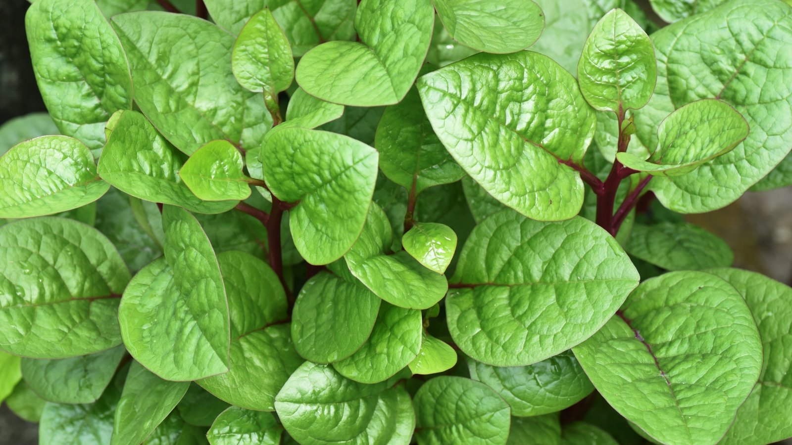 A close-up of Basella alba with round, glossy, bright green leaves and thick, fleshy stems.