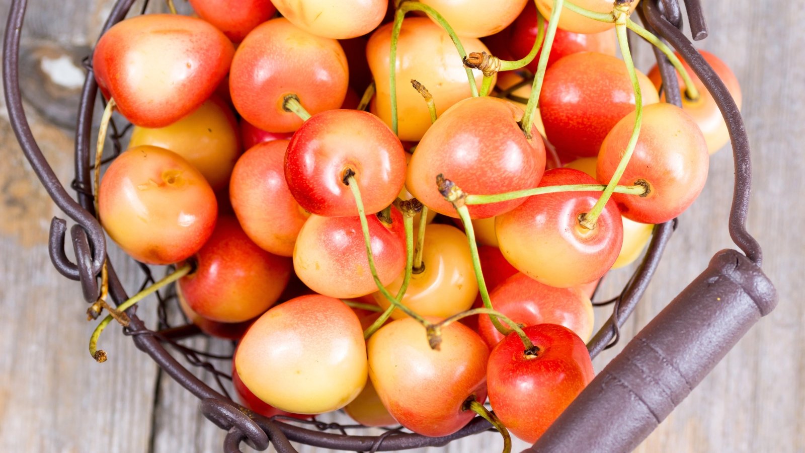 Close-up of a basket full of ripe, two-tone, pale yellow cherries with a pink blush.
