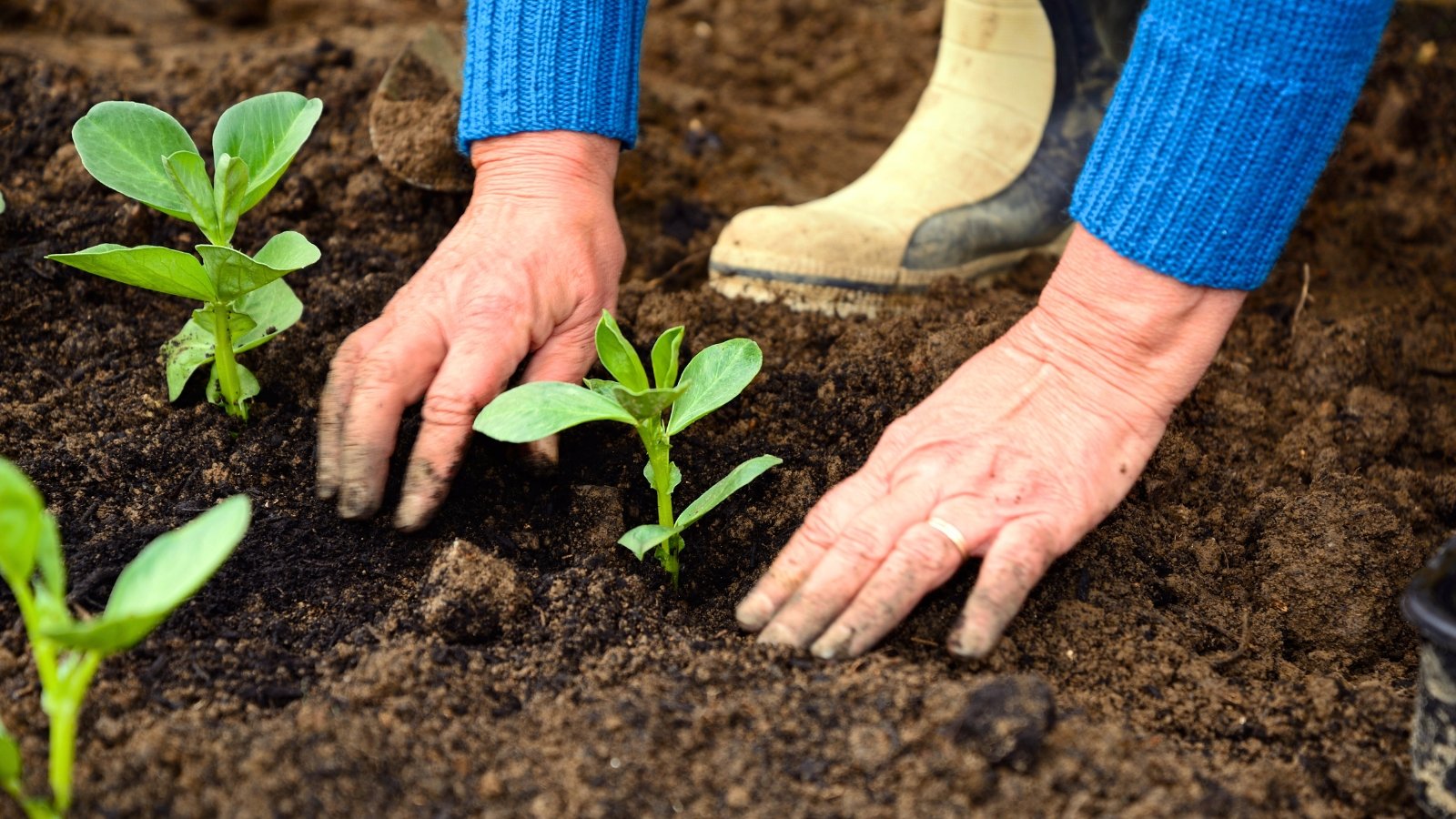 An old gardener plants a young bean plant with rounded, smooth green leaves on a short, sturdy stem in loose, dark brown soil.