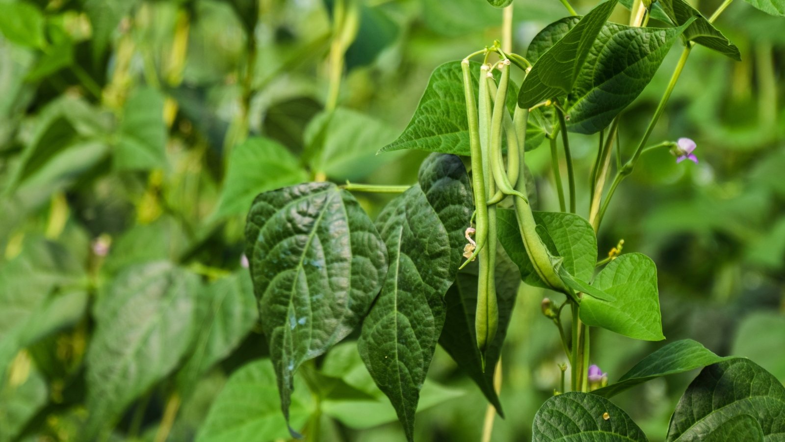 Slender, elongated pods grow in clusters along twisting vines, surrounded by compound green leaves.
