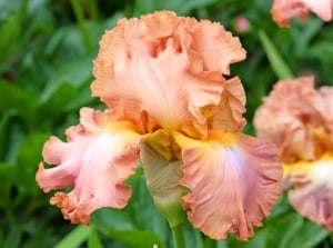 Blooming bearded iris variety close-up, large, elegant bloom with ruffled petals in a soothing blend of brown and pink, featuring a delicate yellow beard.