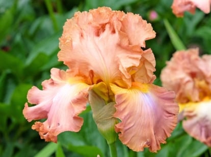 Blooming bearded iris variety close-up, large, elegant bloom with ruffled petals in a soothing blend of brown and pink, featuring a delicate yellow beard.