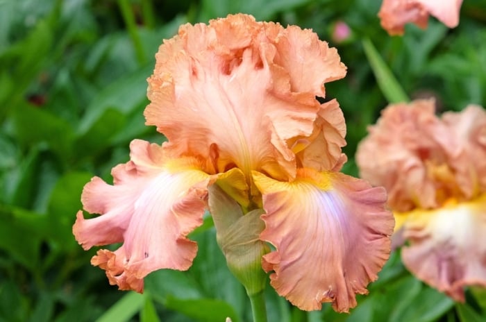 Blooming bearded iris variety close-up, large, elegant bloom with ruffled petals in a soothing blend of brown and pink, featuring a delicate yellow beard.