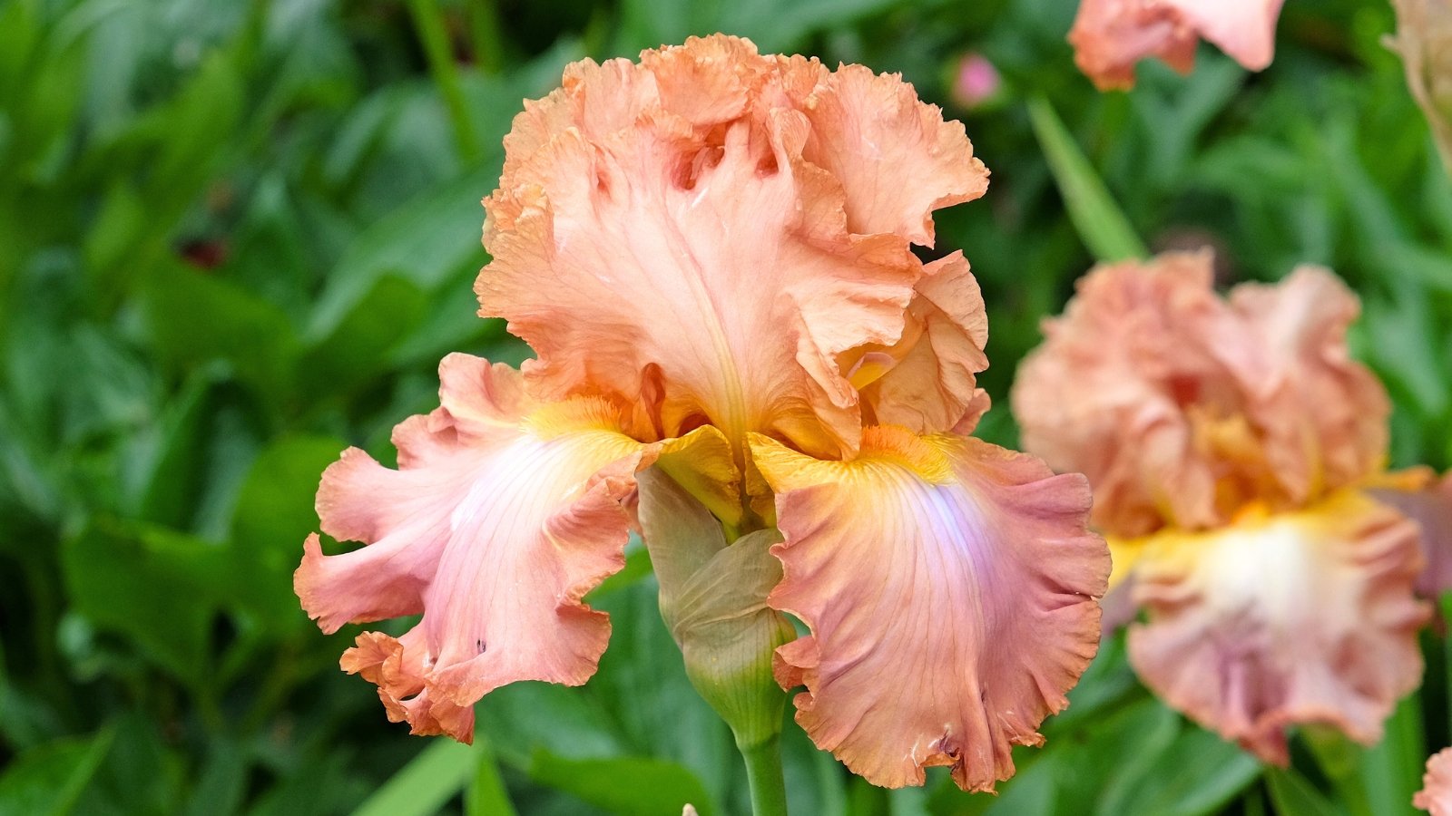 Blooming bearded iris variety close-up, large, elegant bloom with ruffled petals in a soothing blend of brown and pink, featuring a delicate yellow beard.