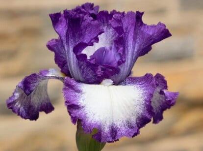 Bearded iris with yellow and white flower colors blooming in sun