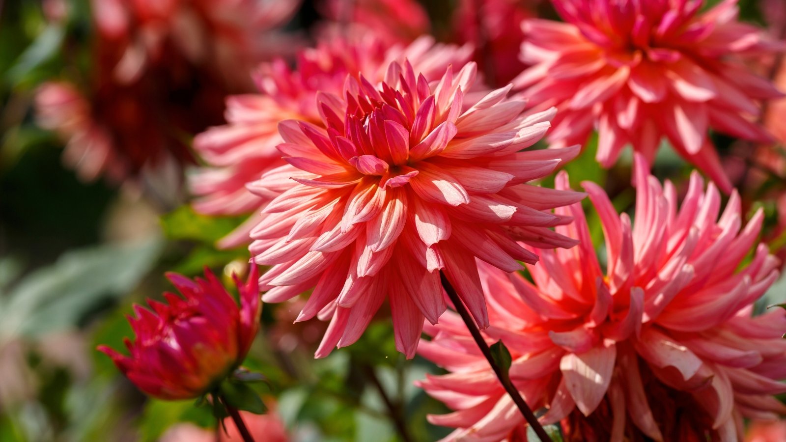 Large, pink-peach dahlia flowers with intricate, frilled petals, standing tall on sturdy stems.