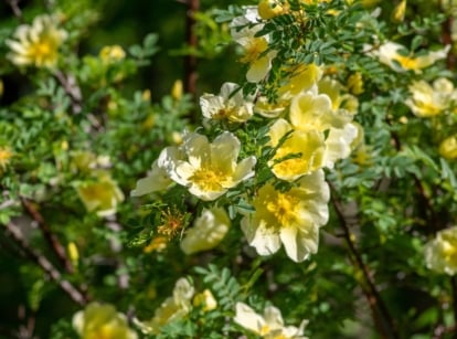 beautiful foliage roses. Close-up of blooming roses 'Father Hugo' which feature gracefully arching stems with finely divided, fern-like leaves and is adorned with abundant, small, pale yellow, single-petaled flowers.