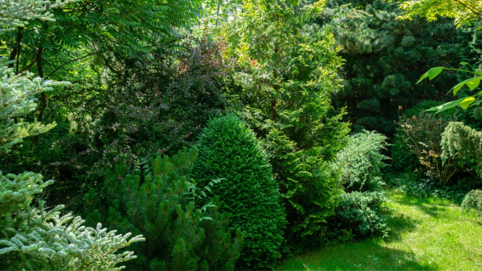 The formal garden landscape features a harmonious arrangement of numerous boxwood trees, interspersed with striking fir Abies koreana 'Silberlocke' and stately Thuja occidentalis, creating a lush, structured, and visually captivating environment.