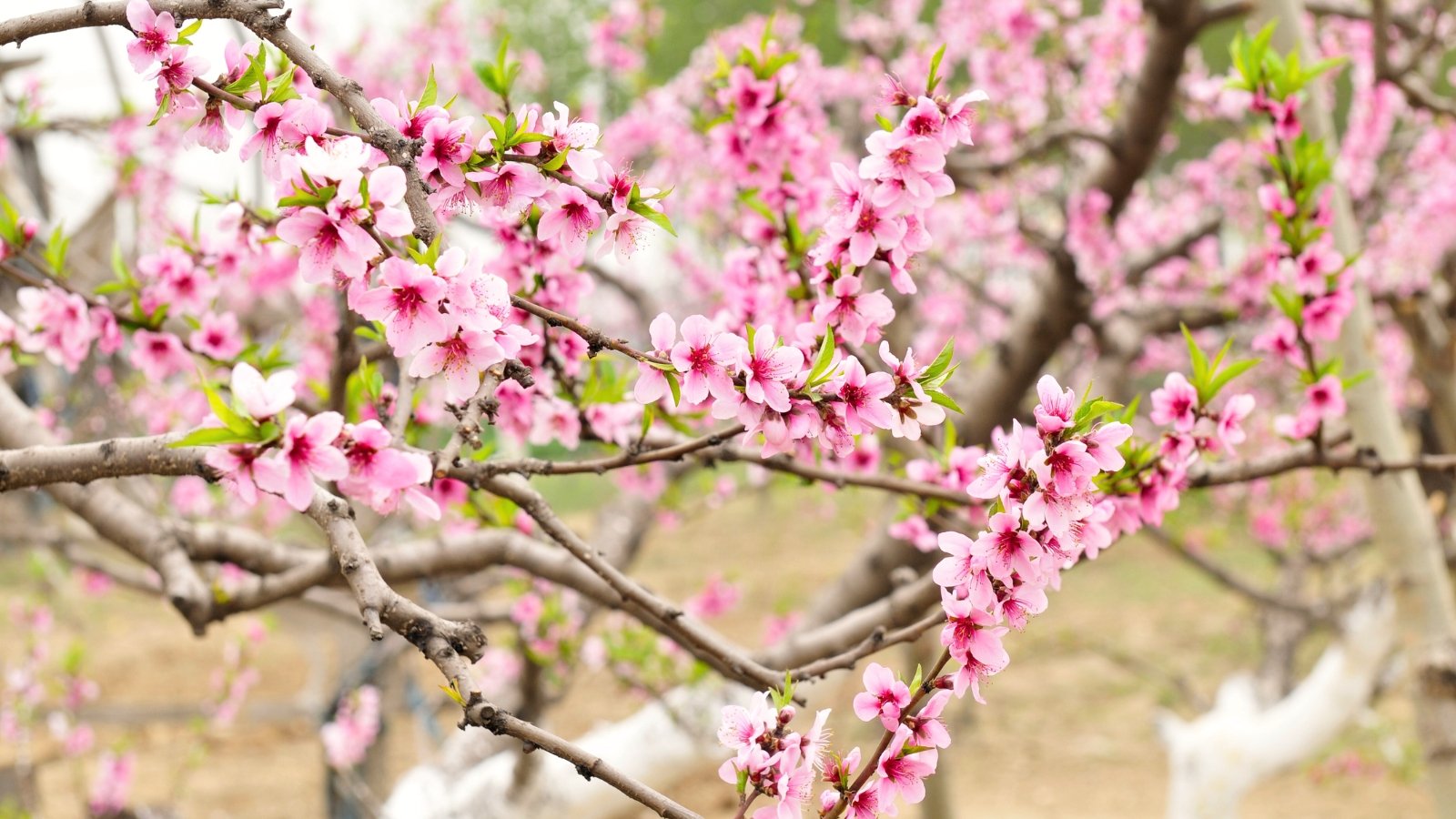 Slender branches covered in clusters of soft pink blossoms with delicate, ruffled petals and deep red centers, set against emerging bright green leaves.
