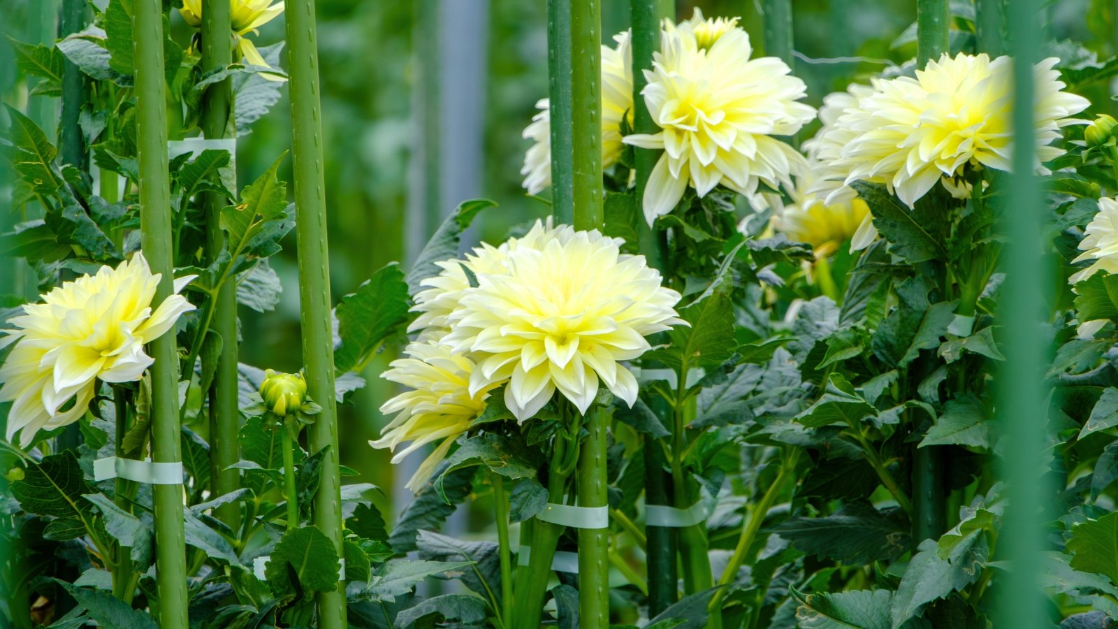 Delicate large pale yellow dahlias bloom on upright stems with bright green foliage, supported by green plastic upright stakes in the garden.