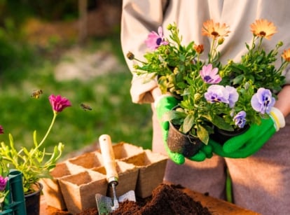 A female gardener holds potted flowering bee-safe plants including petunias, calendula and African daisy above a table in a garden for replanting.