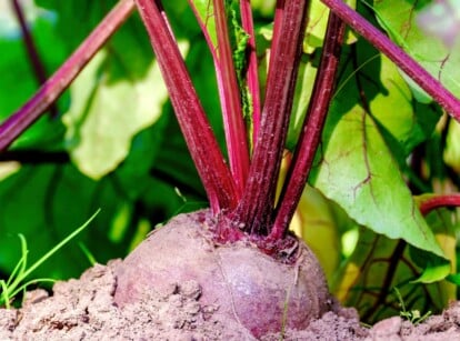 beet companion plants